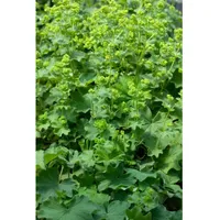 Pflanzen Für Dich Alchemilla epipsila, Frauenmantel, ca. 9x9 cm