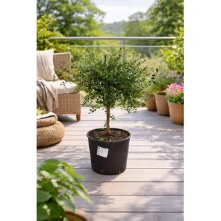 Australische Fingerlimette 60–70 cm – Kaviar-Limette (Microcitrus australasica) – Exotischer Citrusbaum mit Kaviarfrüchten für Balkon & Garten