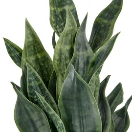 Creativ green Kunstpflanze Sanseveria Grey Stripe, Creativ green, Höhe 66 cm, im eleganten Pflanzgefäß grün
