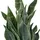 Creativ green Kunstpflanze Sanseveria Grey Stripe, Creativ green, Höhe 66 cm, im eleganten Pflanzgefäß grün