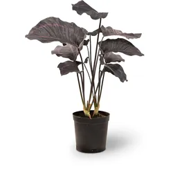 Hochwertige Calathea - Korbmarante Kunstpflanze violett