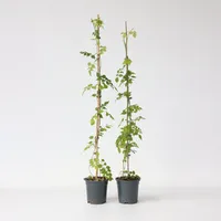 Plant in a Box - Trompetenkletterer - 2 Stk