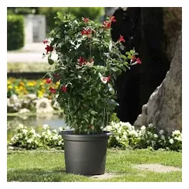 Euro3Plast Geo Ø 20 x 15 cm anthrazit