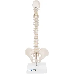 Mini Anatomie Modell Menschliche Wirbelsäule, beweglich und mit Becken, auf Stat...