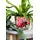 Blumentopf, Keramik, Cremefarben/Pink/Grün, 12 cm