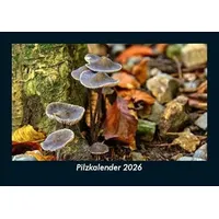 Vero Kalender Pilzkalender 2026 Fotokalender DIN A5 von Tobias