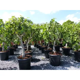 grünwaren Feigenbaum - hell UND dunkel - in 1 Topf, Obstbaum, winterhart, Ficus Carica, Feige