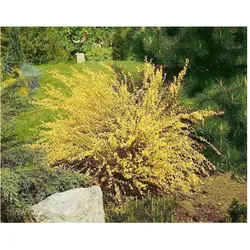 Cytisus praecox 'Warminster', Besenginster, gelb, 40–50 cm