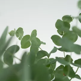 Plant in a Box - Eukalyptus - 2 Stk - Eucalyptus Pulverulenta 'Baby Blue" 2er Set Höhe 25-40cm