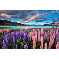 Fototapete PAPERMOON "See Tekapo Lupinen", bunt (mehrfarbig), B:5m L:2,8m, Vlies, Tapeten