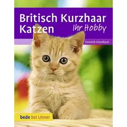 Britisch Kurzhaar Katzen