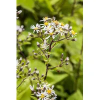 Pflanzen Für Dich Aster divaricatus Weißer Waldaster, ca. 9x9