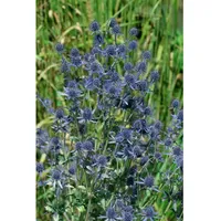 Pflanzen Für Dich Eryngium planum 'Blue Hobbit', Edeldistel, stahlblau,