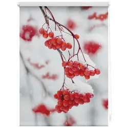 Lichtblick Rollo, ‎‎Klemmfix, 90x150 cm‎‎, Vogelbeeren, rot weiß