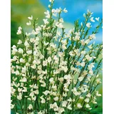 Pflanzen Für Dich Cytisus Praecox Besenginster White Lion 30-40 cm