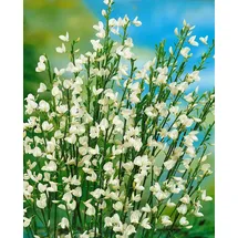 Pflanzen Für Dich Cytisus Praecox Besenginster White Lion 30-40 cm