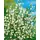 Pflanzen Für Dich Cytisus Praecox Besenginster White Lion 30-40 cm