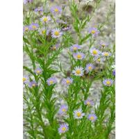 Pflanzen Für Dich Kalimeris incisa, Feinstrahlaster ca. 9x9 cm