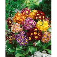 Pflanzen Für Dich Primula x pubescens, ca. 9x9 cm