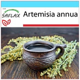 Saflax Geschenk Set - Chinesischer Beifuß Qing Hao - Artemisia annua - 250 Samen - Mit Geschenkbox, Versandaufkleber, Geschenkkarte und Anzuchtsubstrat