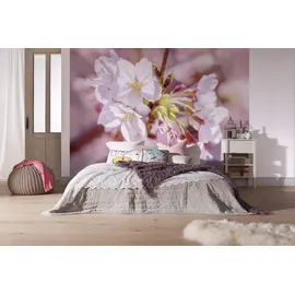 KOMAR Vlies Fototapete - Pink Blossom - Größe 248 x 184 cm, rosa, B:248m H:184m, Vlies, Tapeten