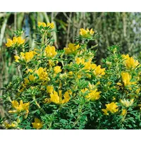 Pflanzen Für Dich Chamaecytisus austriacus, Österreichischer Geißklee, 20–30 cm