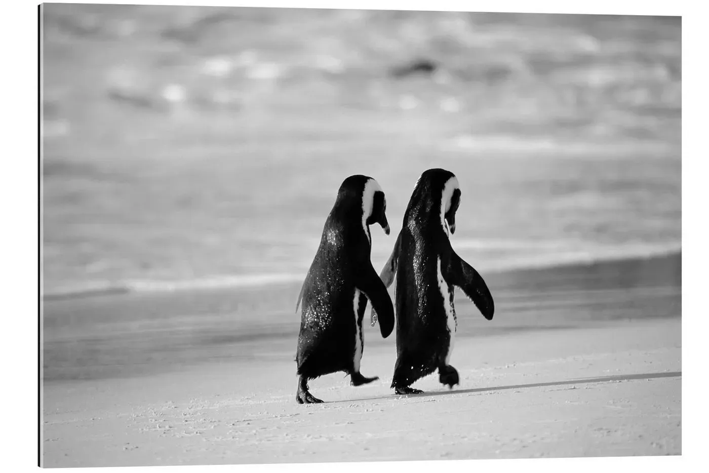 Posterlounge XXL-Wandbild Stuart Westmorland, Pinguine gehen Hand in Hand, Wohnzimmer Maritim Fotografie schwarz 30 cm x 20 cm