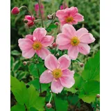 PlantaPro Anemone japonica 'Königin Charlotte' 9x9 cm Topf – Winterhart, Mehrjährig, Pflegeleicht – Herbst-Anemone – Staude für Beet & Rabatte