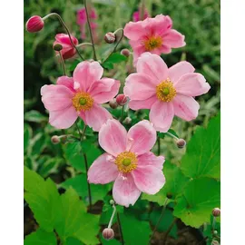 PlantaPro Anemone japonica 'Königin Charlotte' 9x9 cm Topf – Winterhart, Mehrjährig, Pflegeleicht – Herbst-Anemone – Staude für Beet & Rabatte