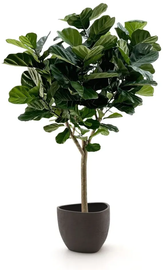 + 10 % Kassenrabatt | Designplants/Luca Lifestyle Lyrata Y Kunstbaum (h:220 cm) mit Ruvido Organic Blumentopf