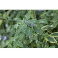 PlantaPro Caryopteris clandonensis 'Summer Sorbet' -s- 3 l 40-