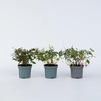 Plant in a Box - Fuchsie - 6 Stk