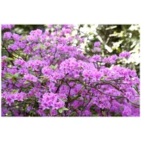 Pflanzen Für Dich Rhododendron 'Praecox', frühblühend, lila, 20–25 cm