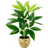 i.ge.a Kunstpflanze Schefflera im Wasserhyazinthentopf, ca. H48 cm, Grün