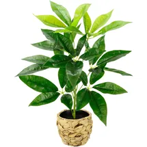 i.ge.a Kunstpflanze Schefflera im Wasserhyazinthentopf, ca. H48 cm, Grün