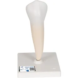 Zahn Modell Unterer Einwurzeliger Prämolar - 3B Smart Anatomy