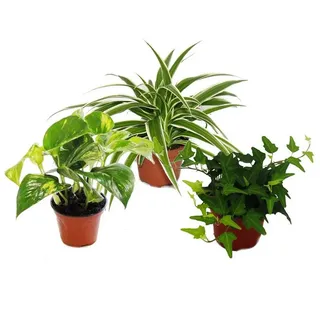 EXOTENHERZ Zimmerpflanze Rankpflanzen Set fürs Zimmer mit 3 Pflanzen - 9cm