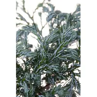 Pflanzen-für-dich.de Chamaecyparis pisifera 'Boulevard' 2L 20- 30