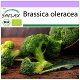 Saflax - BIO - Broccoli - Calabrese - 100 Samen - Brassica oleracea