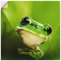 ARTland Artland, Bilder, Ausspähender Frosch T5VH (50x50 cm)