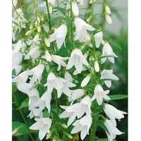 Pflanzen Für Dich Campanula sarmatica, Glockenblume, ca. 9x9 cm