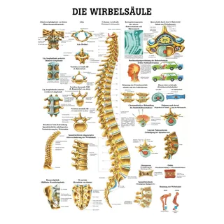 Lehrtafel, Poster - Die Wirbelsäule, laminiert, 70 x 100 cm