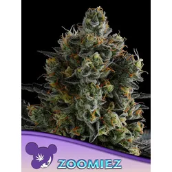 Anesia Seeds Zoomiez Fem 3St.