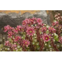 Pflanzen Für Dich Sempervivum arachnoideum, Spinnweb-Hauswurz, ca. 9x9 cm
