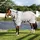 Horseware Rambo Protector Integrated Pferdedecke 125 cm Beige/Silber/Weiß