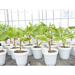 Bananenstaude Banane-Musa-velutina-55-60-cm, Kenia-Banane, Mini-Banane,  winterhart