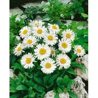 Pflanzen Für Dich Aster alpinus Albus Alpenaster, ca. 9x9