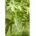 Styraciflua Amberbaum 100 125
