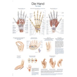 Lehrtafel Die Hand  70x100cm
