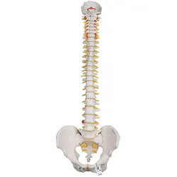 Flexibles Wirbelsäulenmodell für starke Beanspruchung - 3B Smart Anatomy
